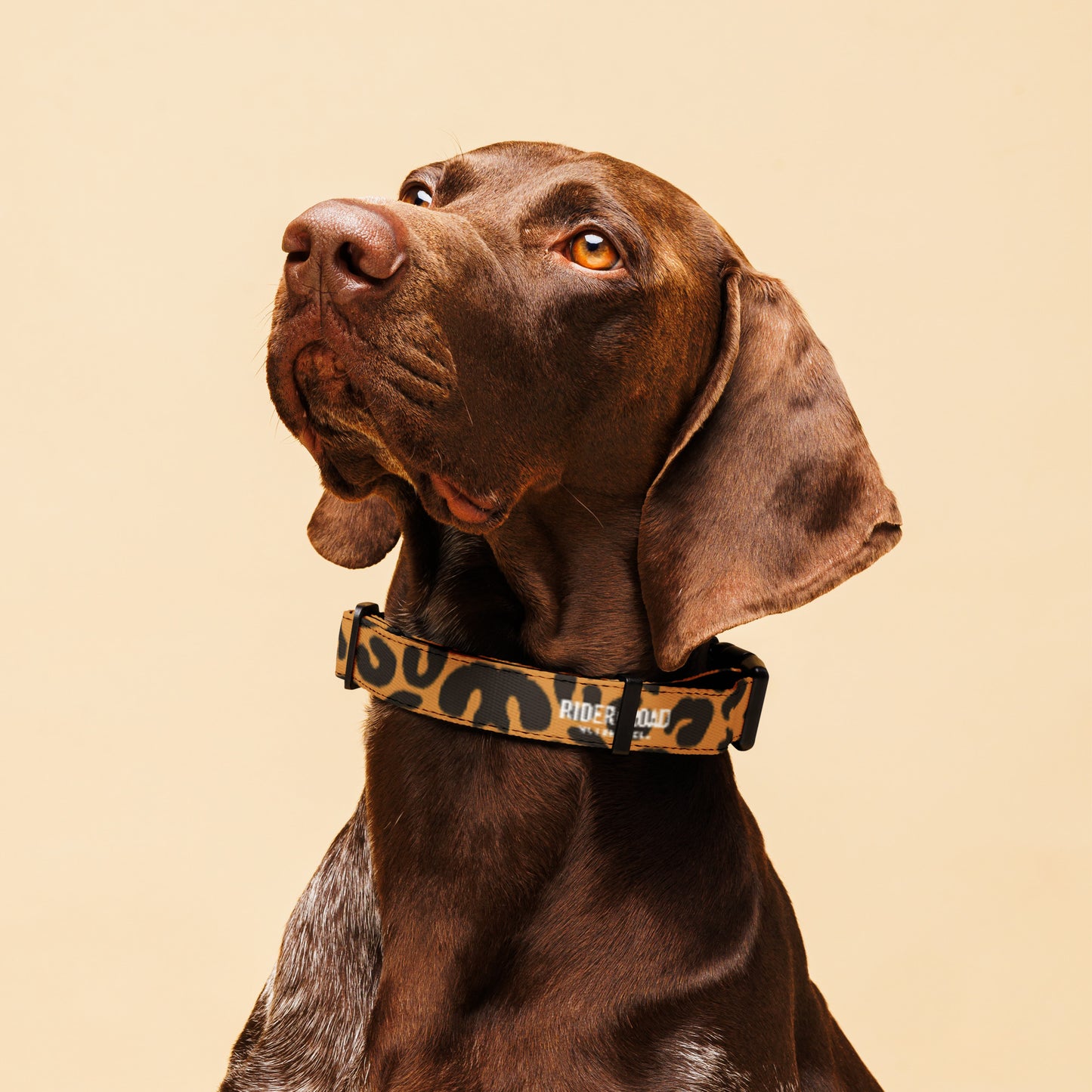 Pet collar By Rider&Road "Leopard"
