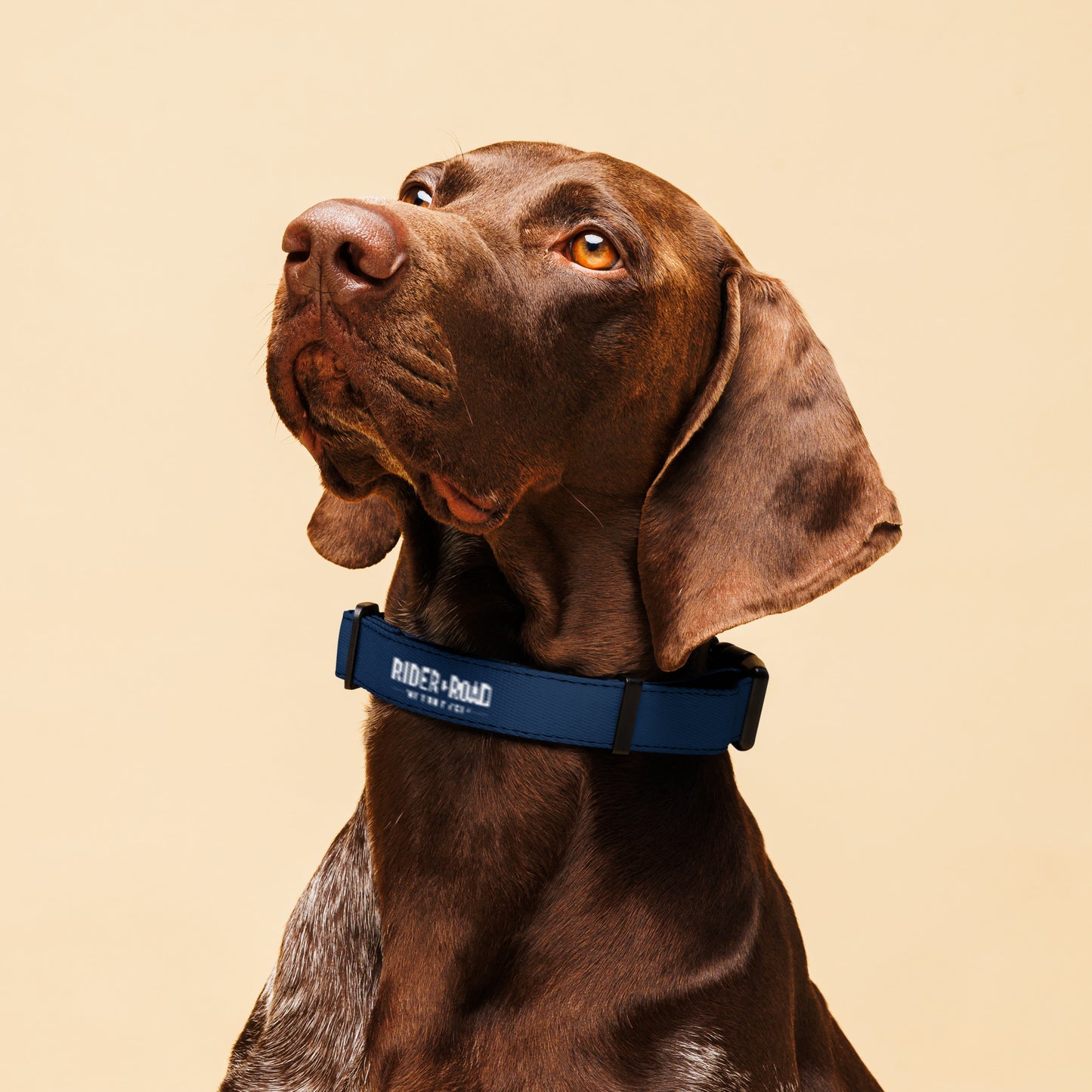 Pet collar By Rider&Road "Blue"