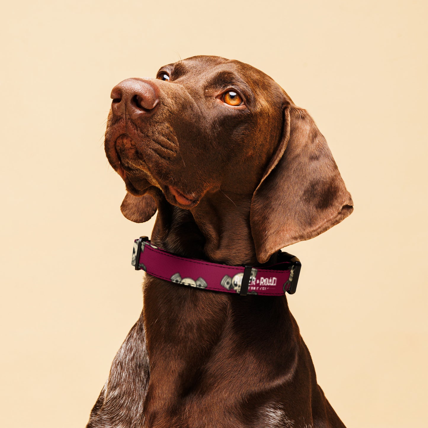 Pet collar By Rider&Road "Skulls & Pistons"