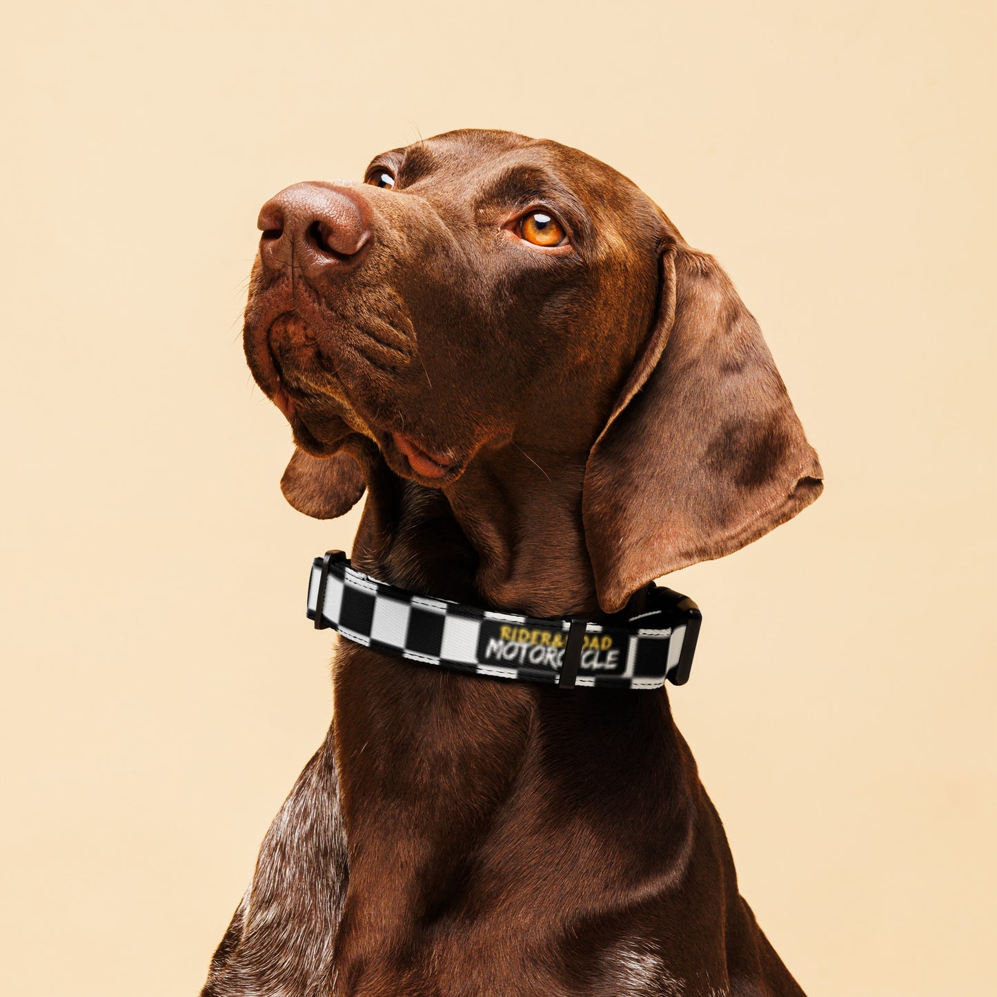 "Collar para mascotas con estampado de bandera a cuadros blancos y negros con la frase Rider&Road Motorcycle - Pet collar with black and white checkered flag print featuring the phrase Rider&Road Motorcycle"